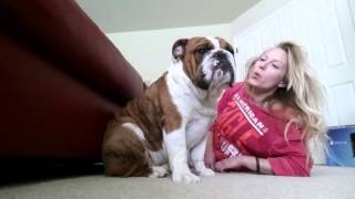 Bulldog Puppy and His Mommy [upl. by Dorolice]