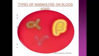 dentistry Bacteriological media [upl. by Arrais532]