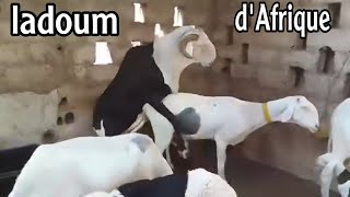 moutons 🐑 ladoum de Sénégal سلالة الاغنام الأفريقية السنغالية [upl. by Nrubliw30]