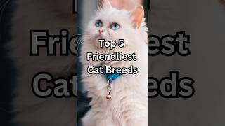 Top 5 Friendliest Cat Breeds shorts [upl. by Qiratla]