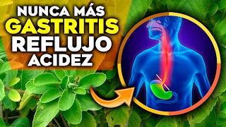 6 Plantas MILAGROSAS para CURAR la GASTRITIS el REFLUJO y la ACIDEZ ESTOMACAL  Remedios Naturales [upl. by Yelbmik]