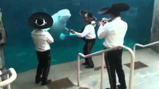 Mariachi Band Serenades a Beluga Whale [upl. by Milka]