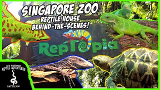 REPTILE HOUSE OFF LIMITS TOUR AT THE SINGAPORE ZOO [upl. by Nikola]