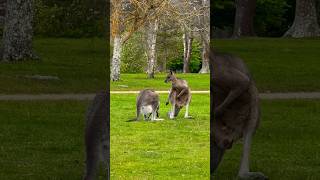 kangaroo mating  kangaroo wildlife cuteanimals animals baby kangaroobaby [upl. by Bat748]