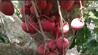 Blox Fruits Lychee season in jamaica  maizen  faceless youtube channel  Restream [upl. by Demmahom]