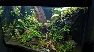 1m Aquarium inrichting Planten amp Vissen Nickey [upl. by Cheslie]