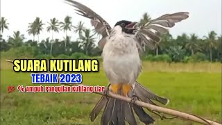 Suara Pikat Kutilang 2023 Ampuh 100 Bikin Kutilang Liar Emosi Durasi Panjang [upl. by Esau]