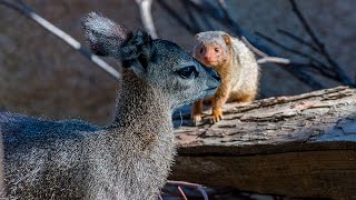 Klipspringer Calf Cuteness [upl. by Otirecul]