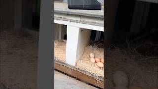 HOW MANY EGGS  May 25 2024 backyardchickens [upl. by Soalokin139]