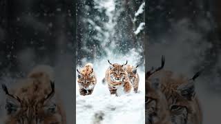 Adorable Trio Lynx Kittens Discover the Wild [upl. by Araem]