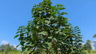 Pruning Paulownia Trees [upl. by Jarietta]