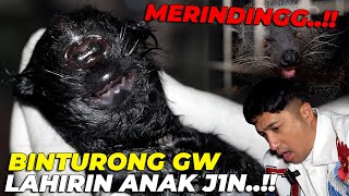 SY0KK BERATTT BINTURONG GW LAHIRIN ANAK J1N ADA TANDUKNYA😱😱 [upl. by Leigha]