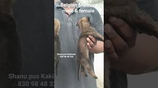 Belgian Malinois puppies available for Sale belgianmalinois [upl. by Eelahc748]