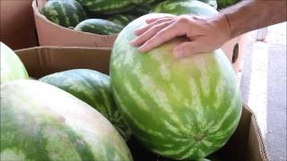 How to pick a watermelon [upl. by Odo]