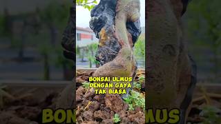 bonsai ulmus inspirasibonsai [upl. by Naic]