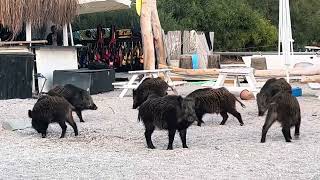 Wild Boar on The Lagoon Beach in Oludeniz [upl. by Nguyen]