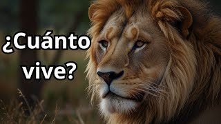 ¿Cuánto Vive un León 🦁 Descubre la Longevidad y Curiosidades de los Leones [upl. by Ordnajela]