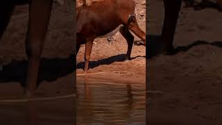 NILE Crocodile STALKS Sable Kruger National Park South Africa [upl. by Almeida]