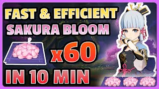 60 EASY SAKURA BLOOM FARM  Fast amp Efficient Routes  Genshin Impact [upl. by Caro138]