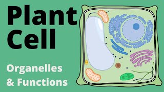 Structure and Function of the PLANT CELL explained Organelles [upl. by Aime385]