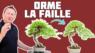 Taille de Précision sur lOrme La Faille 🌱 NEJIKAN BONSAI 🌱 [upl. by Randi]