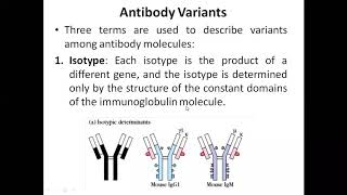 Antibody variants isotypeallotype and Idiotype [upl. by Niac575]