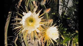 Nightblooming cereus time lapse 2018 edition [upl. by Giselbert]