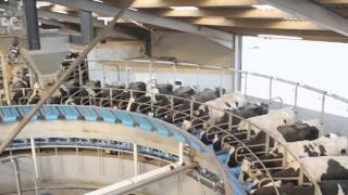 Fullwood 50 point Rotary Abreast milking parlour [upl. by Ellerrehc]