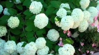 Hydrangea arborescens Annabelle  Smooth Hydrangea [upl. by Alben]