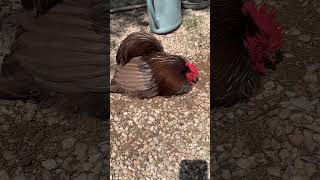 Chickens bantam pekin rooster sleeps 4482 [upl. by Salvucci211]