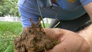 Turf Type Tall Fescue  LATERALLY SPREADING  Rhizomatous Tall Fescue [upl. by Yrruc]