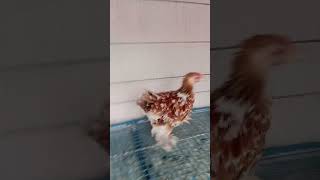 Cochin bantam chicks available 03365130337 [upl. by Nawiat]