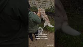 Les raisons de l’assaut partie 1 chien husky educationcanine chiens huskylife dog [upl. by Adriene]