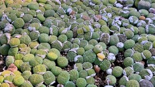 How to grow lithops from seeds [upl. by Berkley]