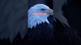 Kartalların inanılmaz görüş kabiliyeti 🦅 [upl. by Furie]