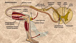 CLASSIFICATION OF REFLEXES [upl. by Odraboel331]