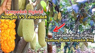 Cempedak King  Membuahkan Pohon Nangka Berbuah Cempedak yang lagi Naik Daun [upl. by Manoff]