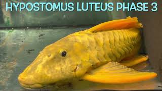 Hypostomus luteus PHASE 2 and 3 [upl. by Lukash870]