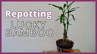 REPOTTING LUCKY BAMBOO In Soil A Step By Step Guide [upl. by Annovad]