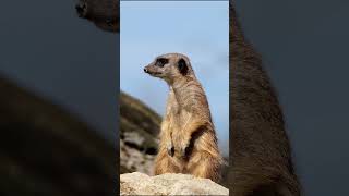 Meet the Meerkats  Fun Facts and Adventures [upl. by Lothario454]