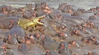 The HIPPOPOTAMUS The Most Dangerous Animal in Africa  Hippo vs Crocodiles SHARK amp Lions [upl. by Aonian]