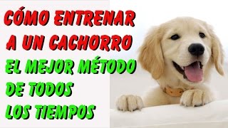 Cómo Entrenar a un Cachorro El mejor método [upl. by Garda]