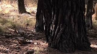 Coatimundi animals in southern Arizona [upl. by Anitsyrhc537]