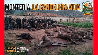 MONTERÍA LA CANDELERA ALTA 2024  ALFONSO YUSTE Y SPANISH HUNTING EXPERIENCE 226 [upl. by Naget37]