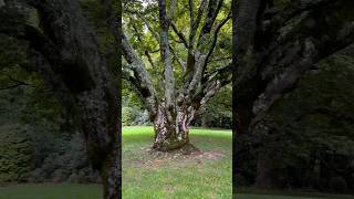 Maybe the largest Red Japanese Maple on the planet Filming more at Hopewood [upl. by Ilocin675]