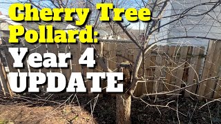 Wild Cherry Tree Pollard 4Year Update [upl. by Quar]