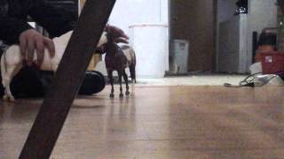 Breyer horses mating [upl. by Eceerehs]