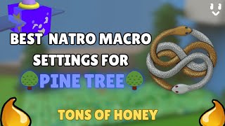 The BEST Natro Macro Settings for Pine Tree Field Lots of honey [upl. by Nabal]