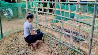 The process of making trellis for beansNguyễn Thị Sơn [upl. by Ansilma251]