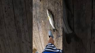 Pier Snook fishing fish florida snook fishing shorts short [upl. by Lesko75]